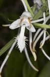 White fringed orchid